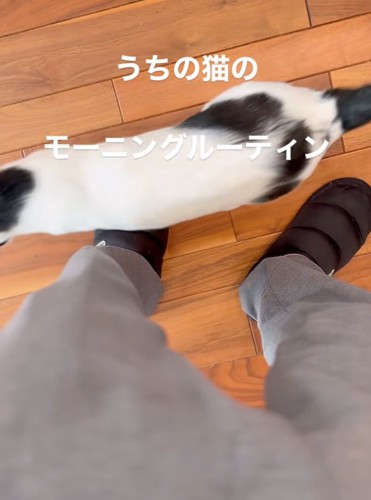 立ち去る猫