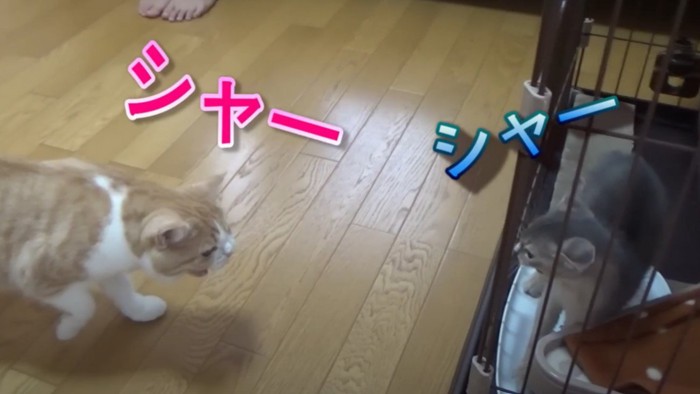 威嚇している仔猫と猫