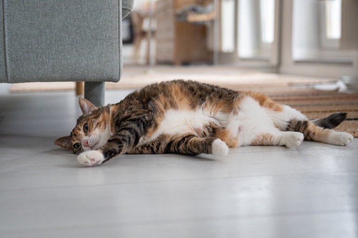 横たわる三毛猫