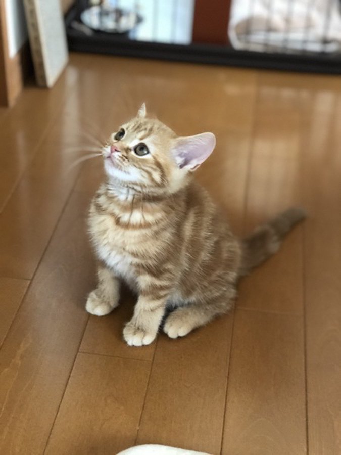 フローリングに座るレッドのアメリカンショートヘアの子猫