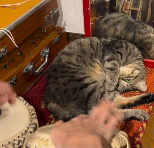 寝ながら演奏を見守る猫%この日は、納得の演奏でしたか？