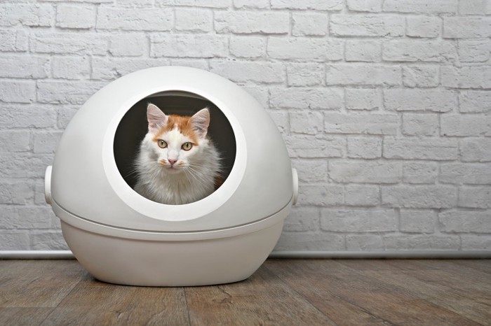 トイレの居心地が良さそうな猫