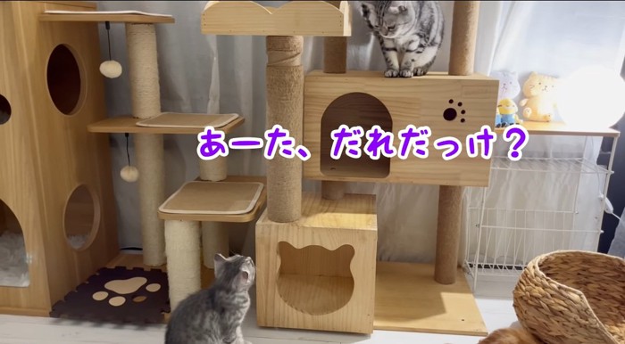 見つめ合う猫