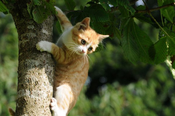 大きくジャンプして移動する猫