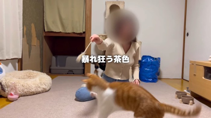 猫じゃらしを追いかける猫