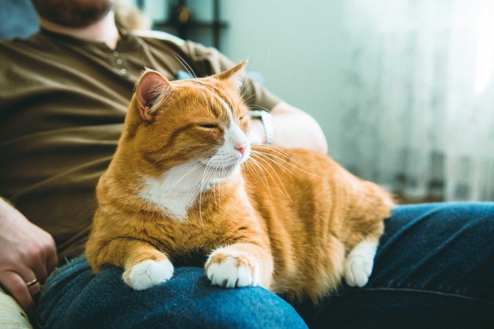 男性の膝の上にいる猫