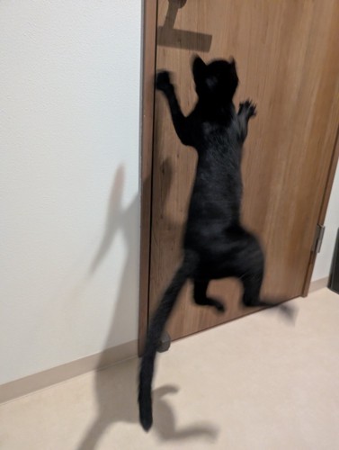 後ろ足を曲げてジャンプする子猫の後ろ姿