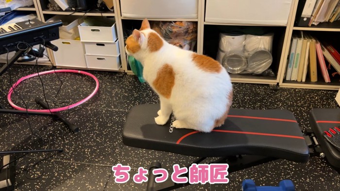 台に座る猫