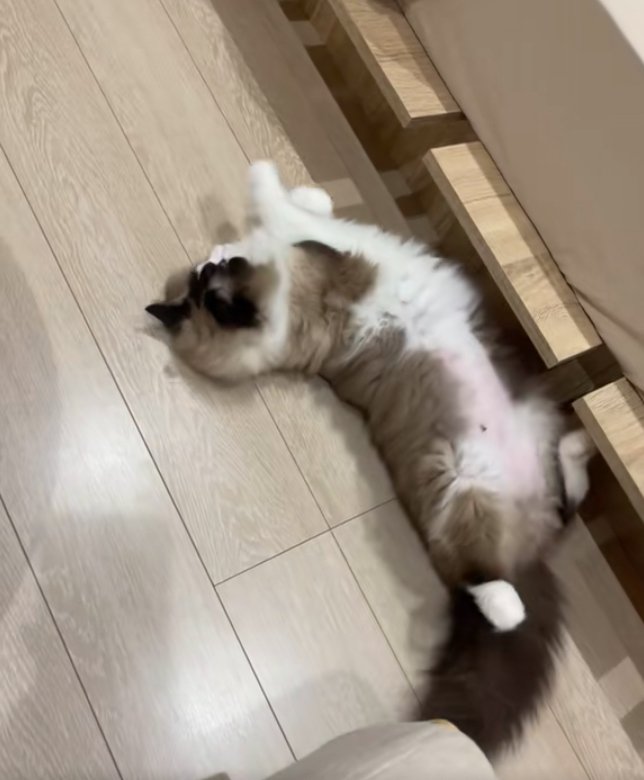 横になって体を捻っている猫