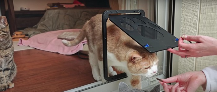 扉をくぐる猫