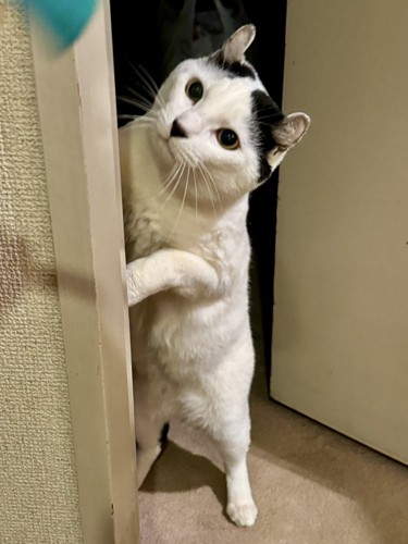 覗き込む猫