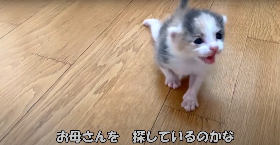 こちらを見る赤ちゃん猫