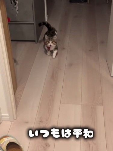 歩いてくる猫