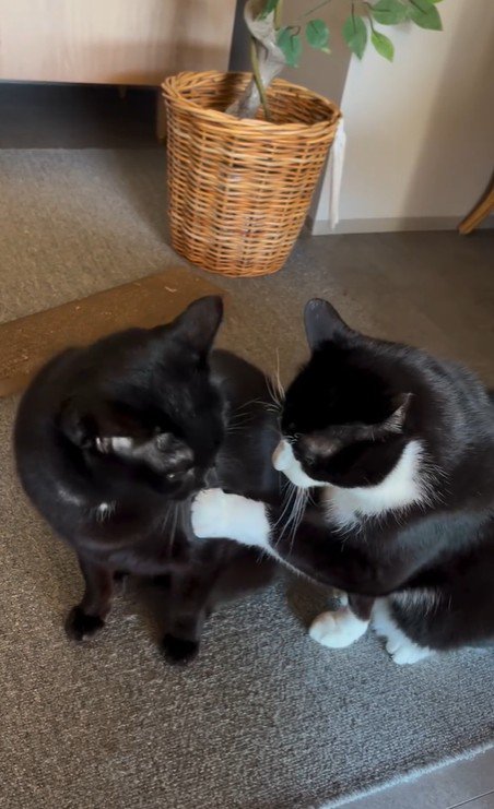 並んで座っている2匹の猫