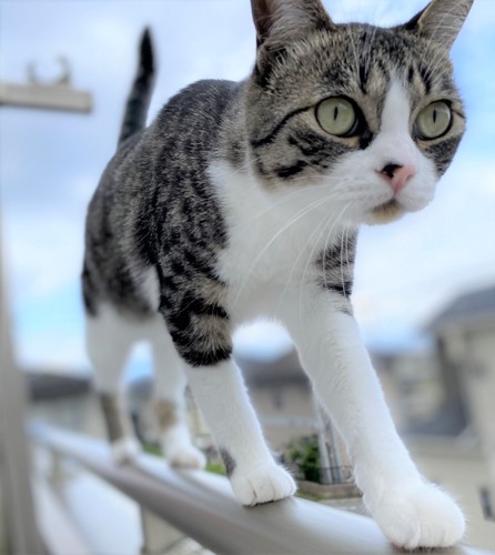 ベランダの手すりを歩く猫