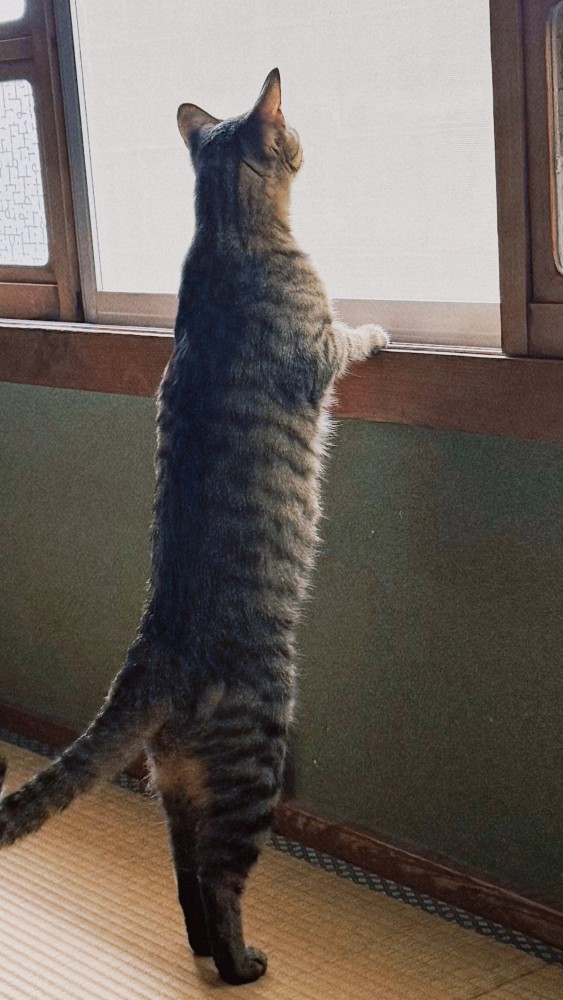 猫の立ち姿