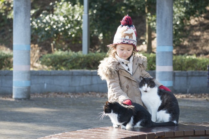 女の子と遊ぶ猫