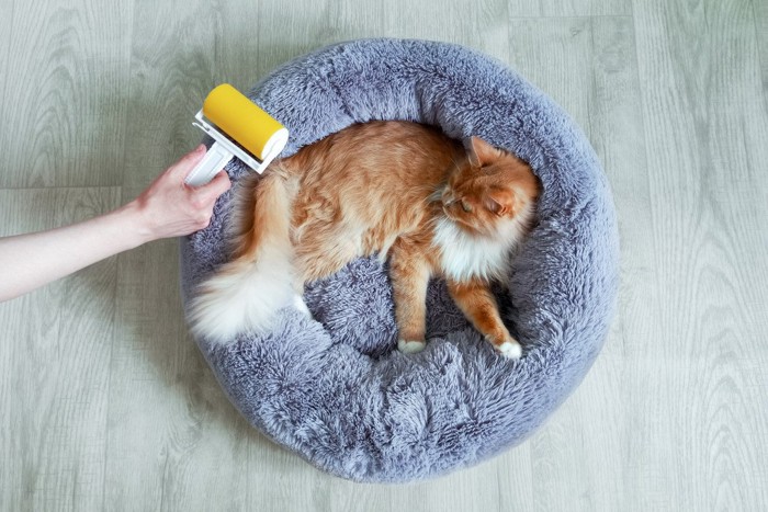 粘着ローラーで猫ベッドの毛を取る