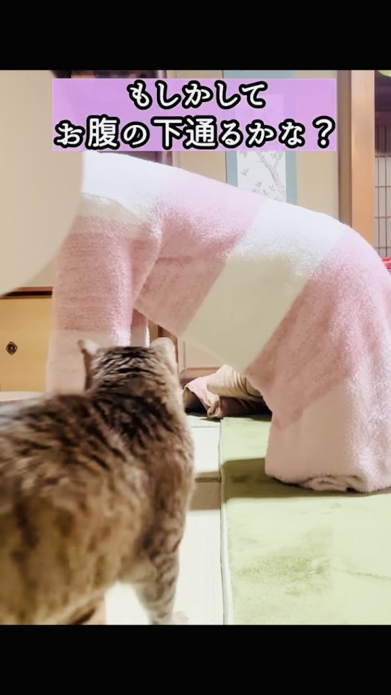 四つん這いのママとサビ猫