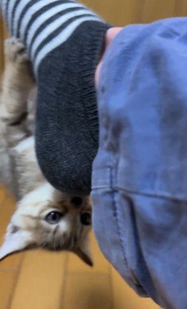 人の足に掴まってぶら下がっている子猫
