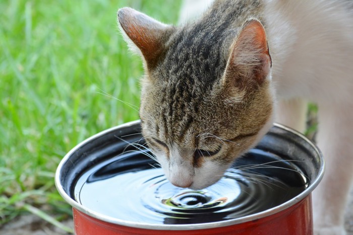 外で水を飲んでいる猫