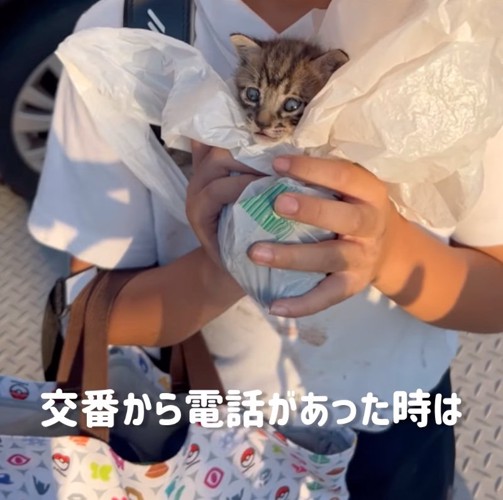 袋から顔を出す子猫