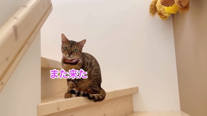 座る猫