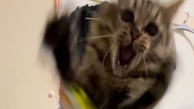 遊んでいる猫