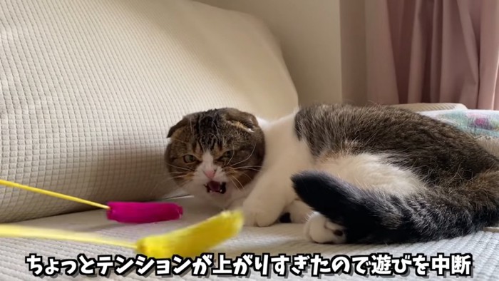 猫じゃらしに威嚇する猫