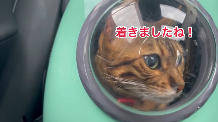 キャリーバッグの中にいる猫