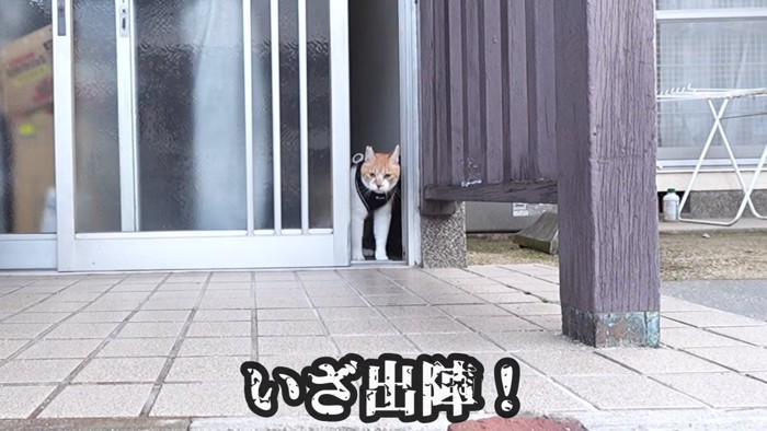 玄関から出る猫