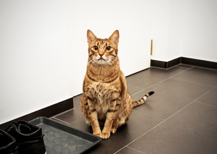 静かに待つオシキャット