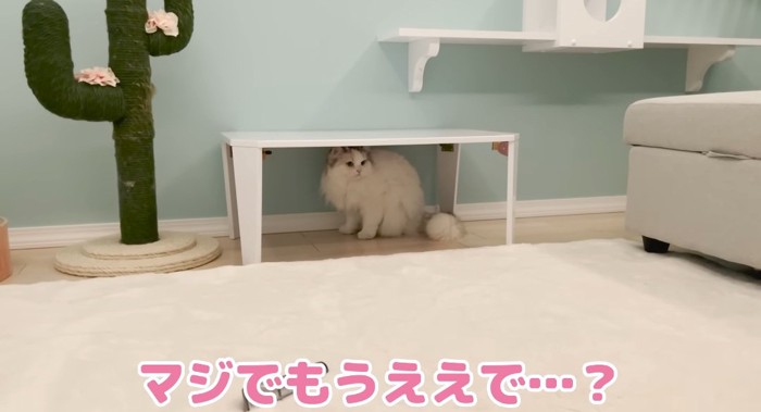 隠れる猫