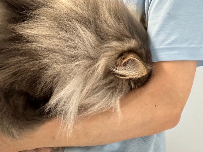 人の腕の中に顔を埋める猫