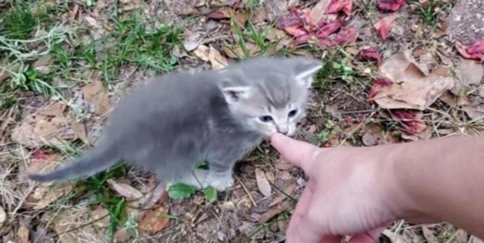 人の指と子猫