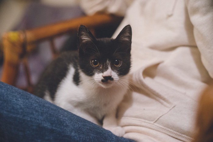 膝の上でリラックスする子猫