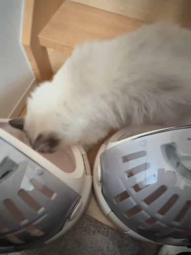 キャリーの中を見る猫