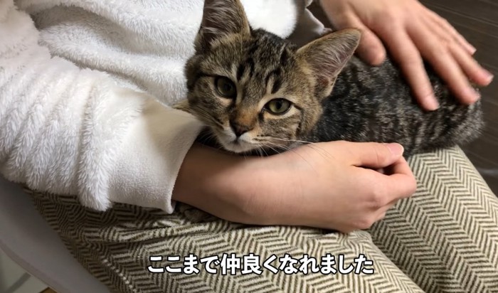 撫でられて気持ちよさそうな猫