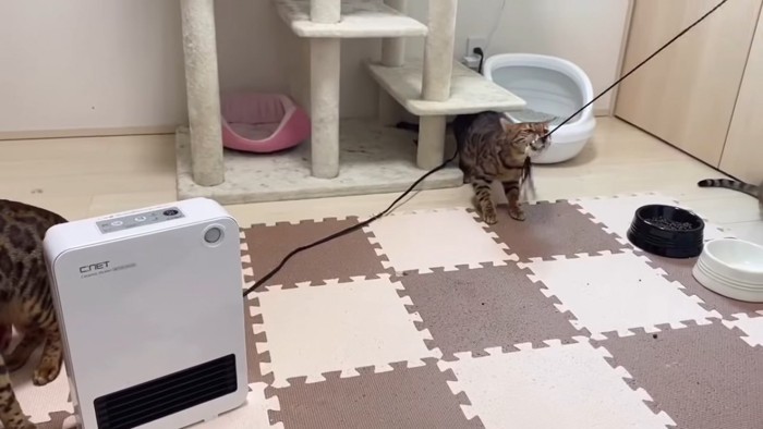 タワーの下でおもちゃをくわえる猫