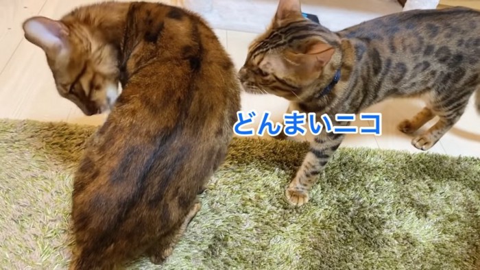 毛づくろいする猫とおすわりする猫