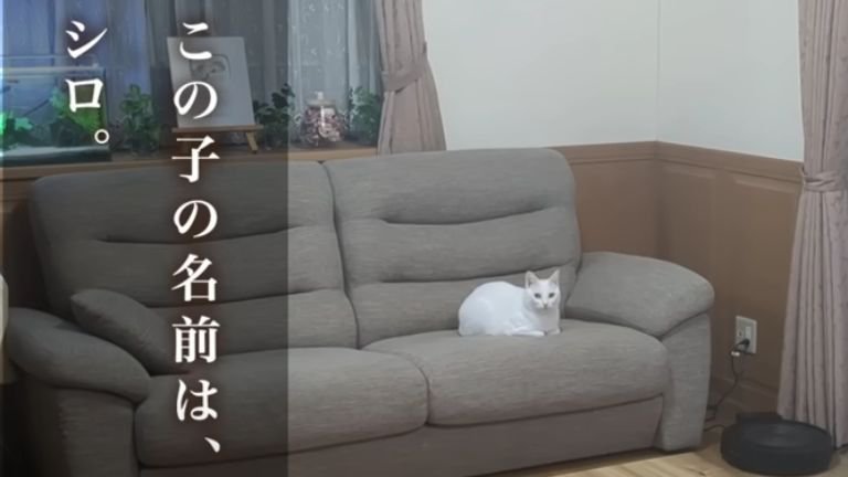 ソファーにいる猫