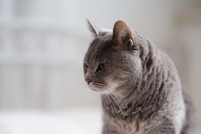 何かを見つめるグレーの猫