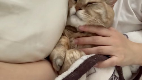 撫でられる猫