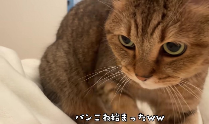至近距離で布団をこねているミヌエット
