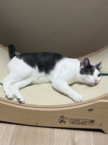 キャットホイールの上に寝そべる猫