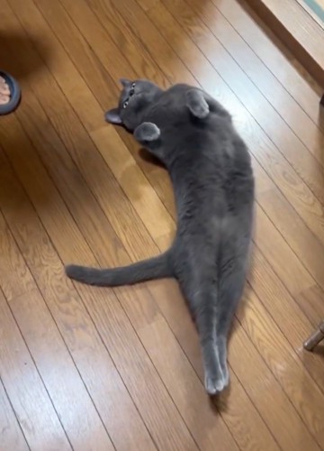真っ直ぐ仰向けになる猫