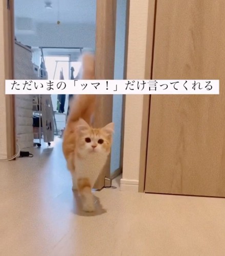 近寄る猫