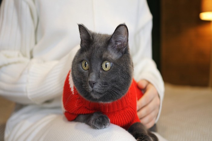 人のひざに乗るセーターを着た猫