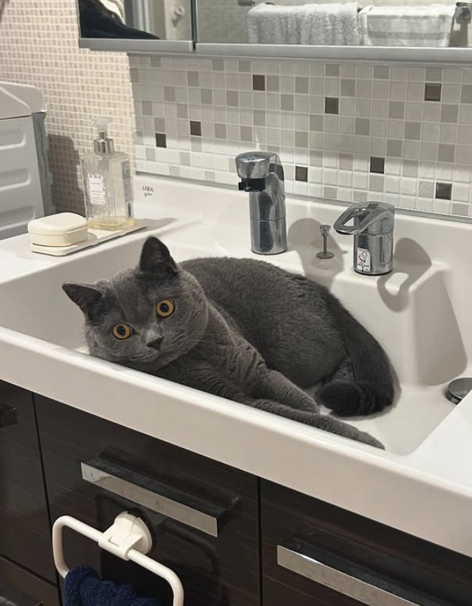 洗面台の中にいる猫