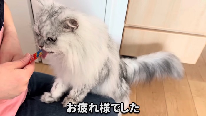 おやつを食べる猫